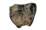 Fossil Hadrosaur (Duck-Billed Dinosaur) Shed Tooth - Montana #260350-1
